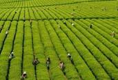 2013年，全國茶葉生產繼續增產增收